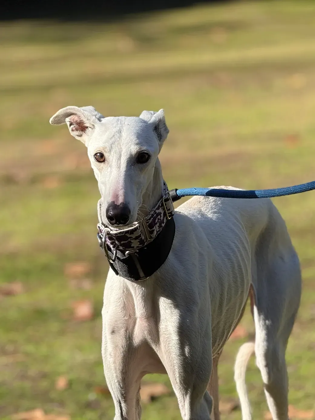 vesta galgo adozione 3