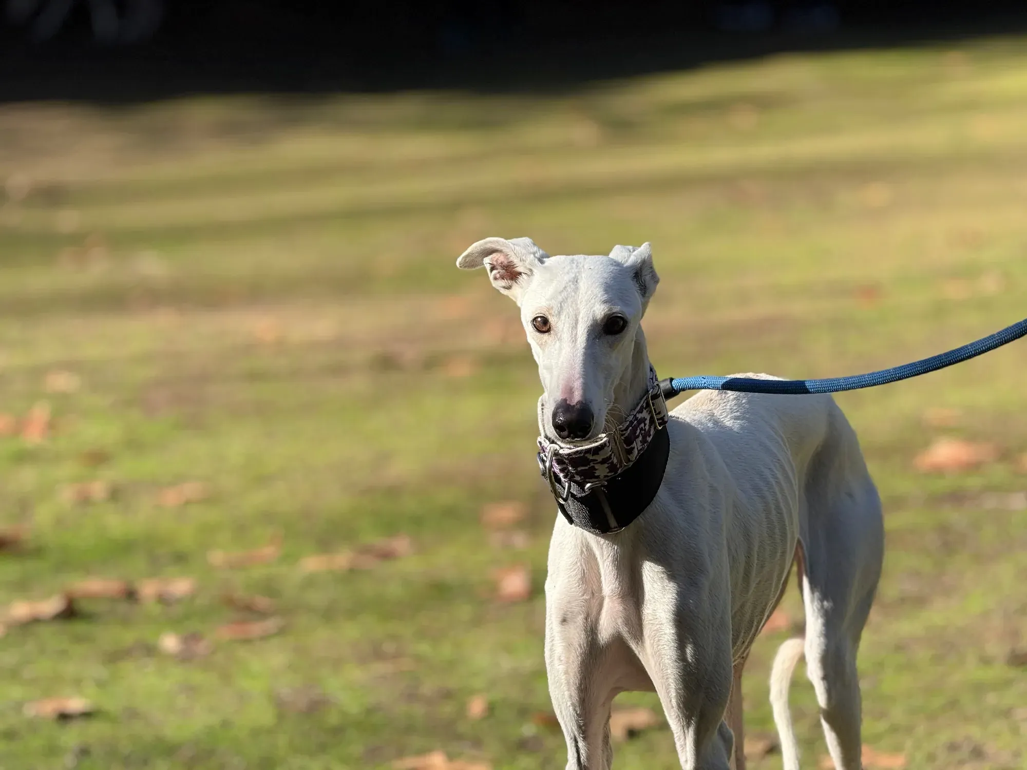 vesta galgo adozione 4