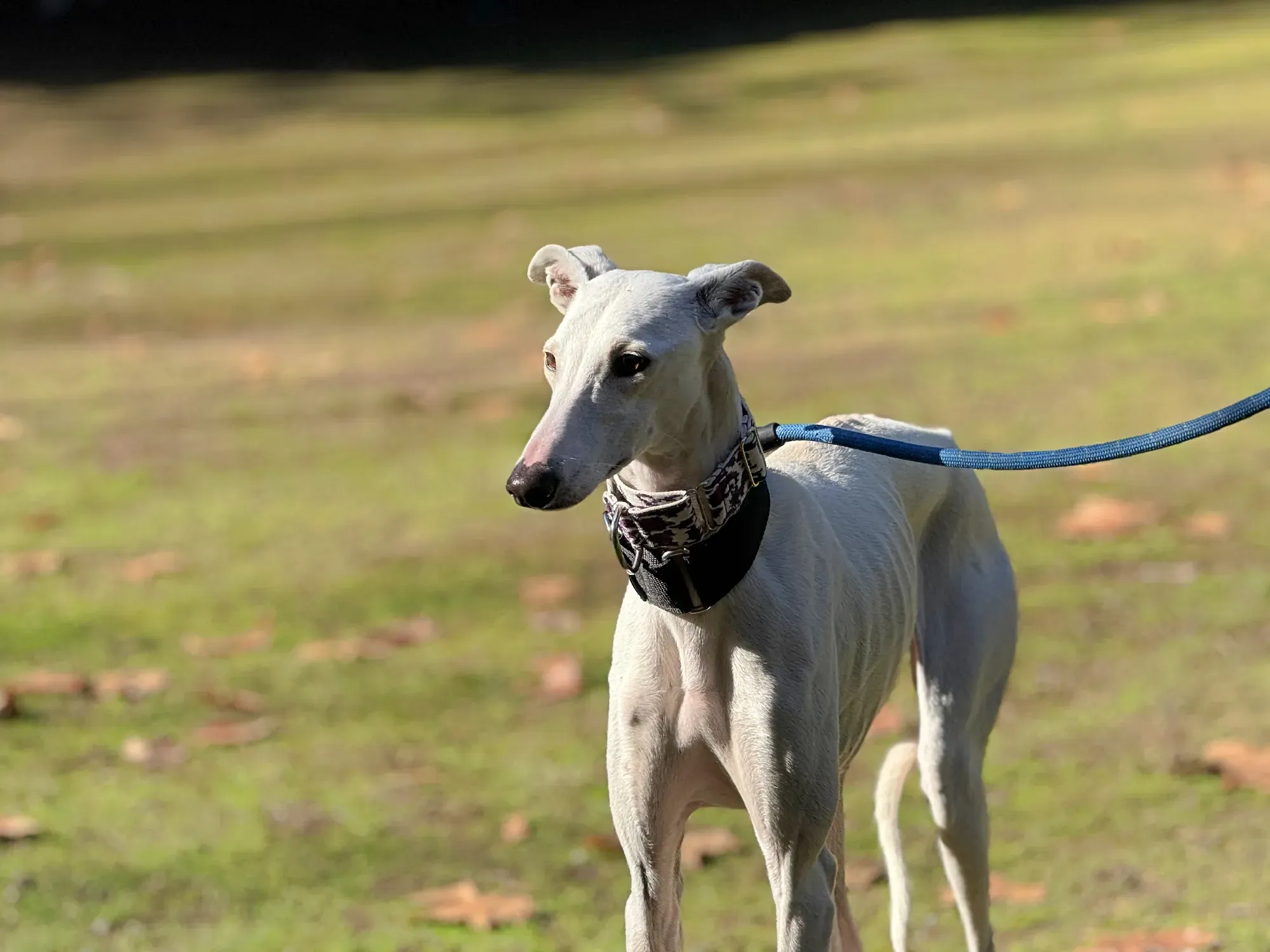 vesta galgo adozione 5