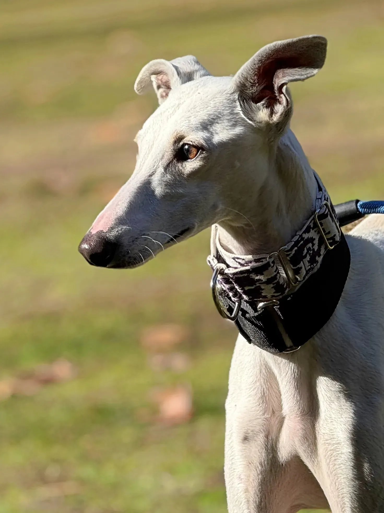 vesta galgo adozione 6