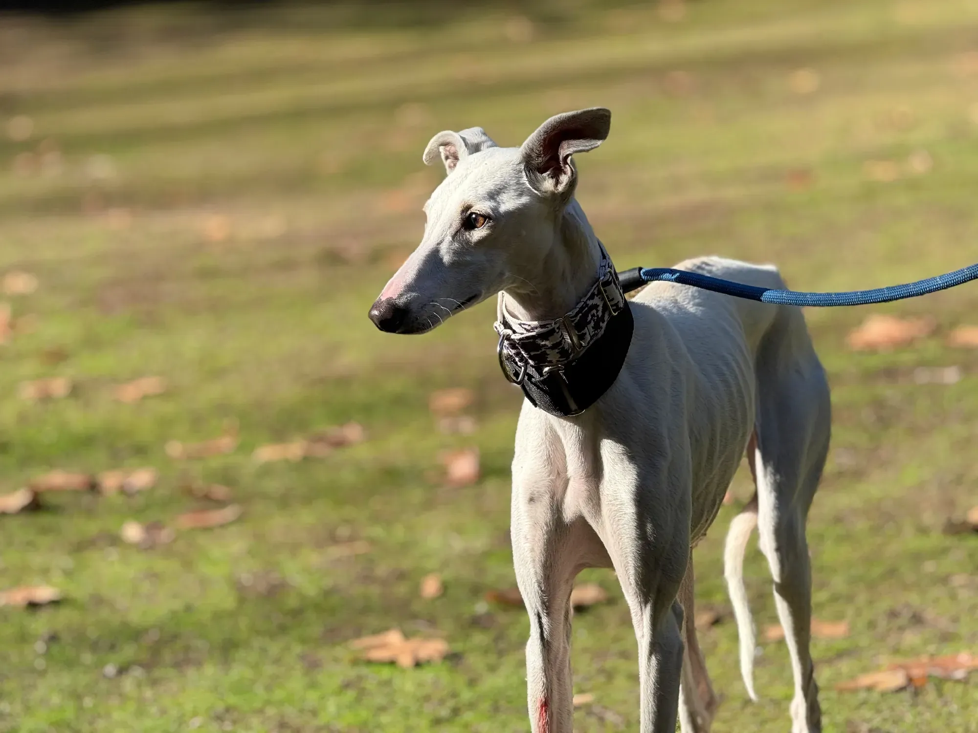 vesta galgo adozione 7