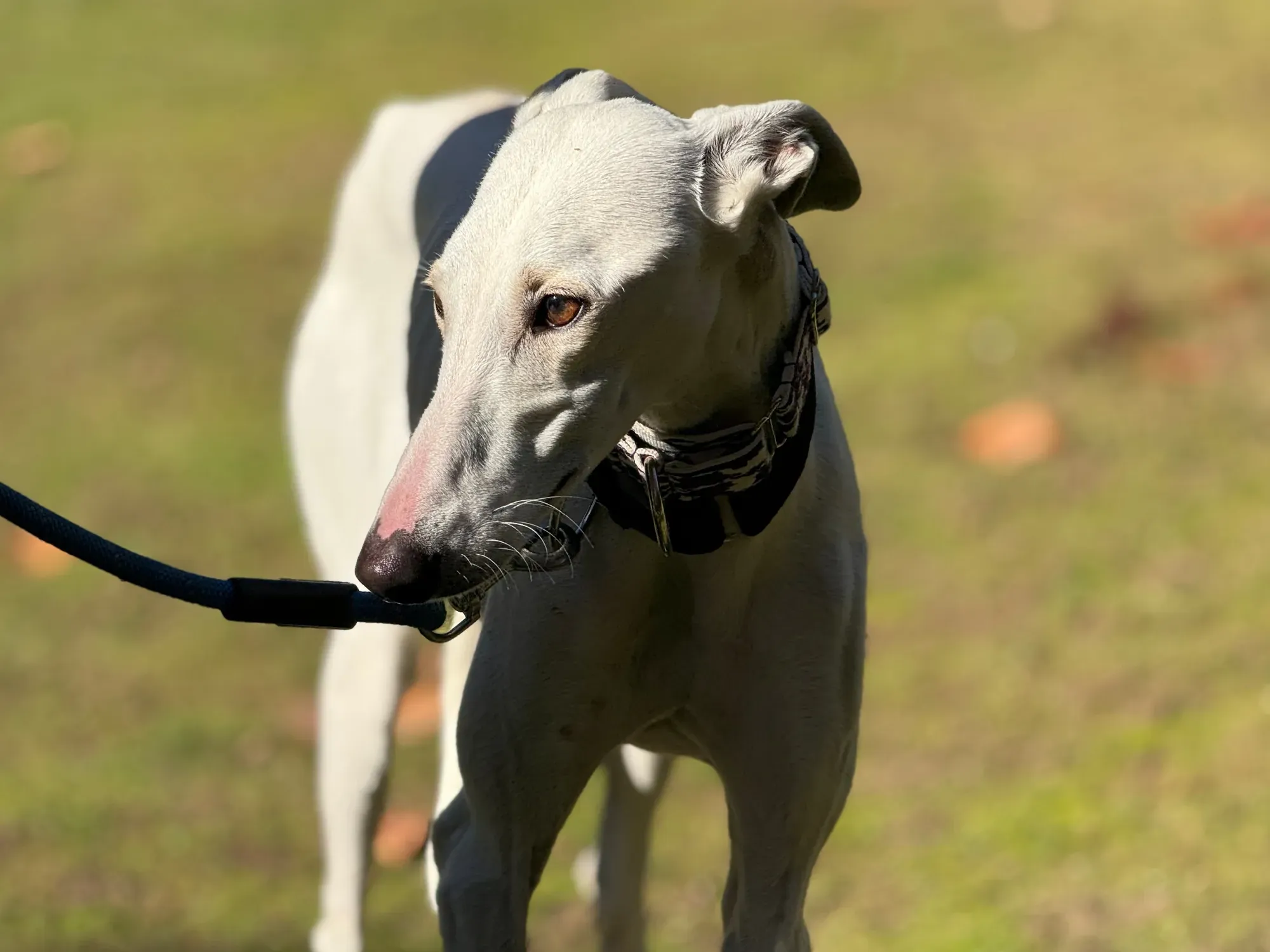 vesta galgo adozione 8