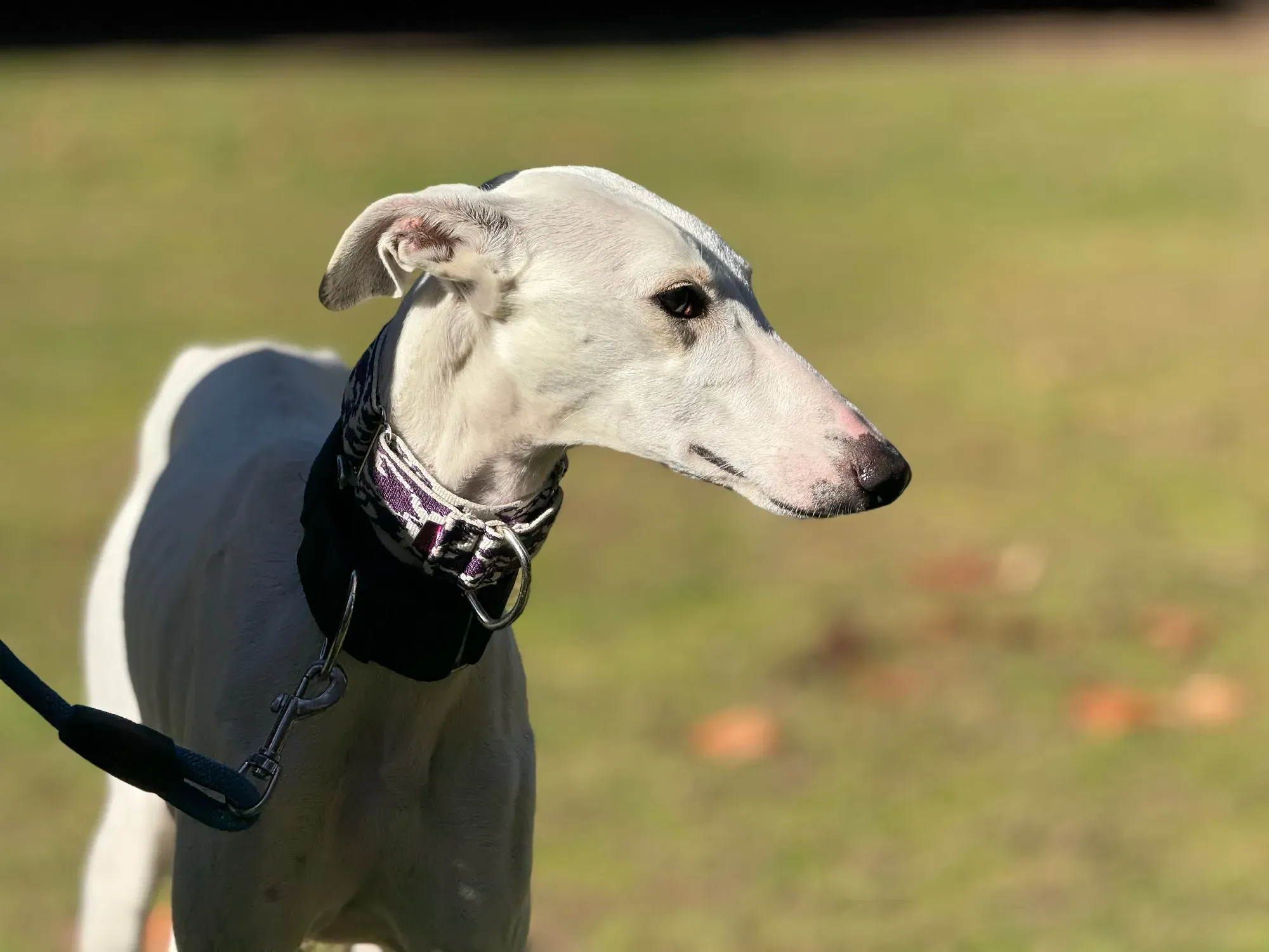 vesta galgo adozione 9