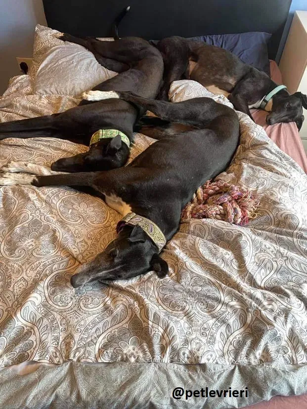 victoria elizabeth anne adozione greyhound