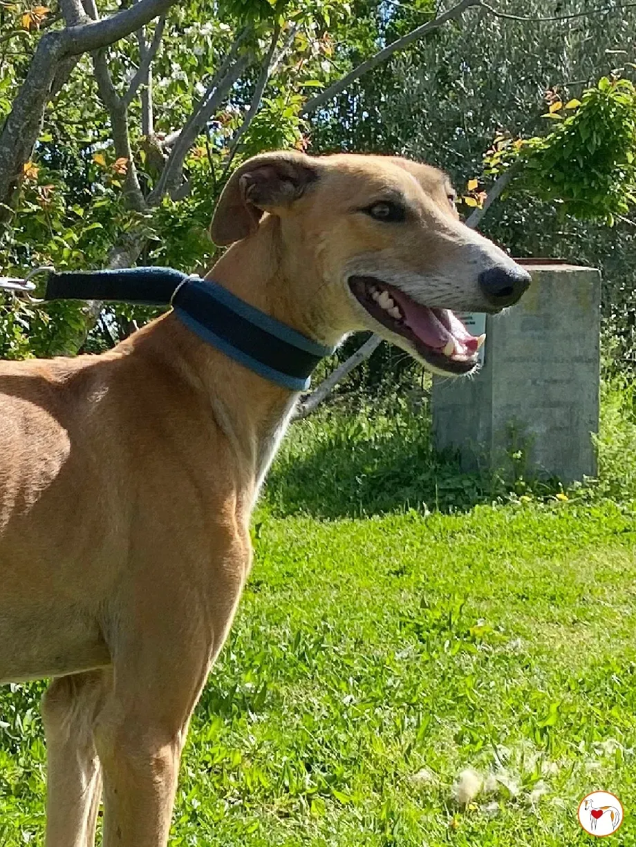 viento galgo adozione 01 1