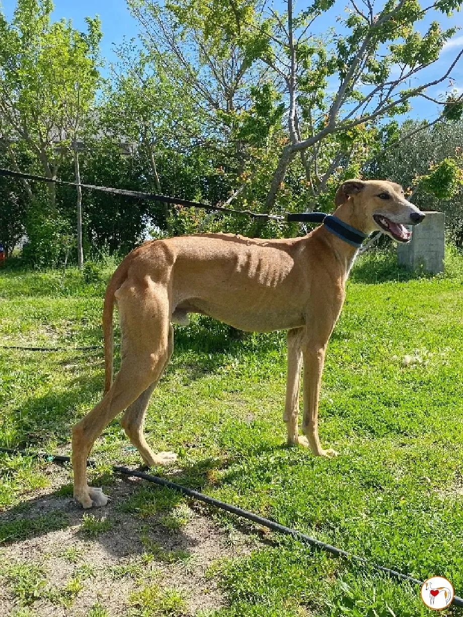 viento galgo adozione 02 1