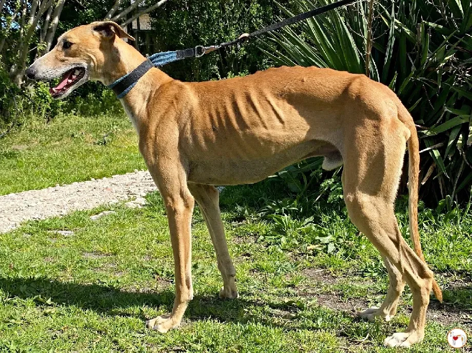 viento galgo adozione 03 1
