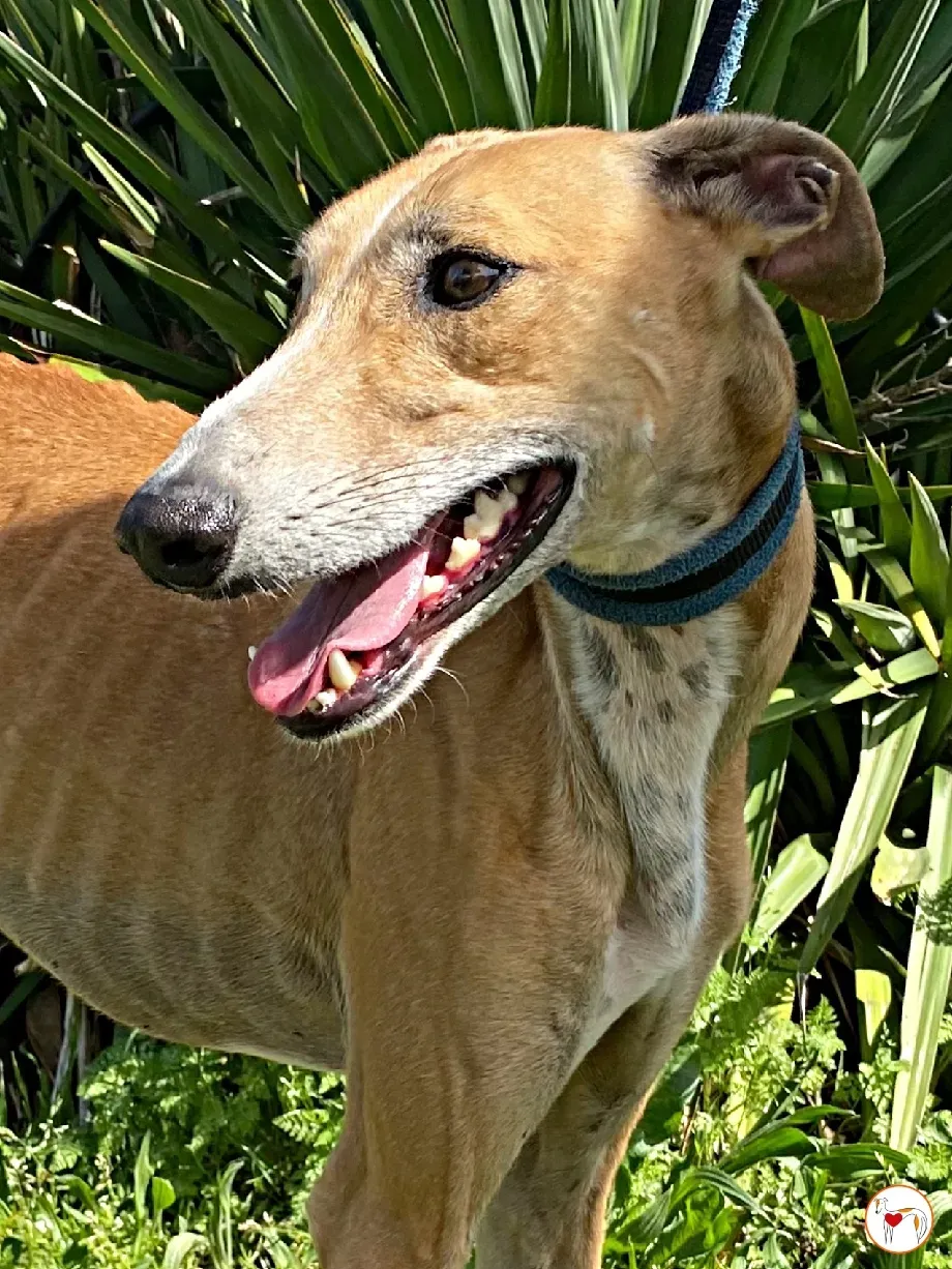 viento galgo adozione 05 1