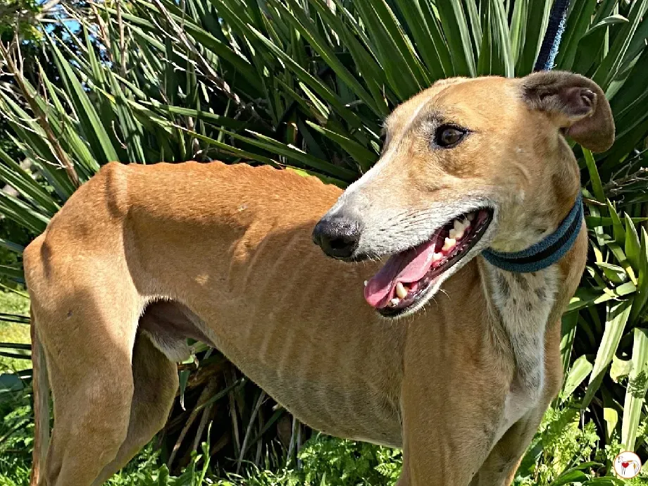 viento galgo adozione 06 1