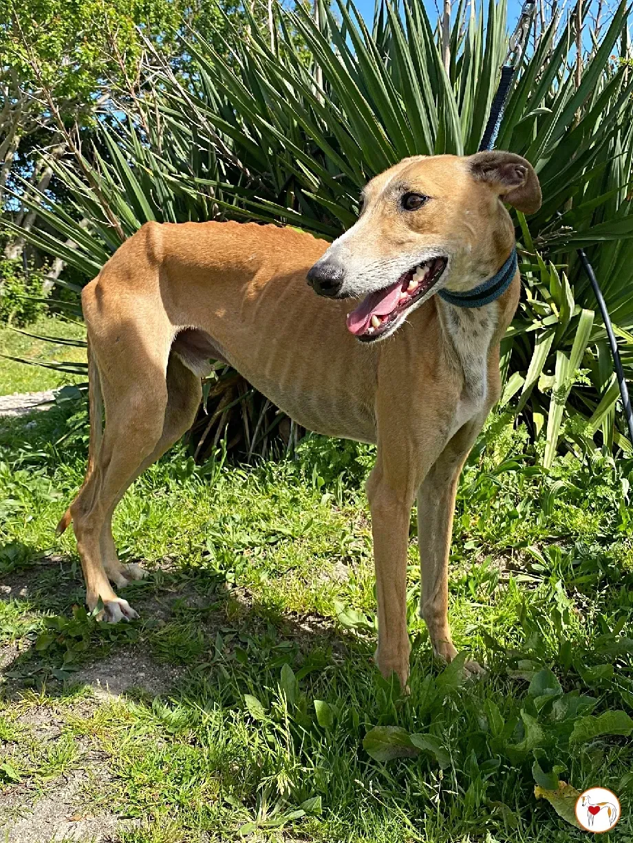 viento galgo adozione 07 1