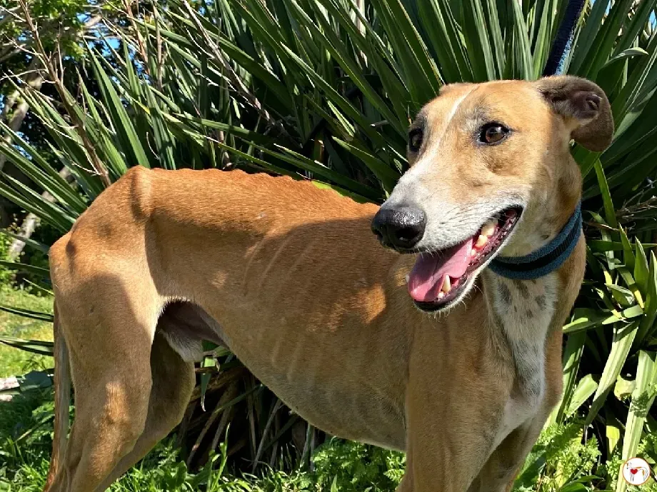 viento galgo adozione 08 1