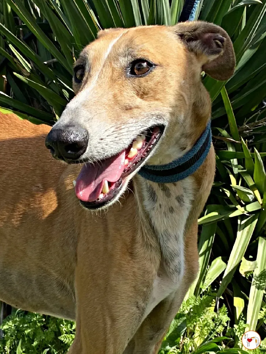 viento galgo adozione 09 1