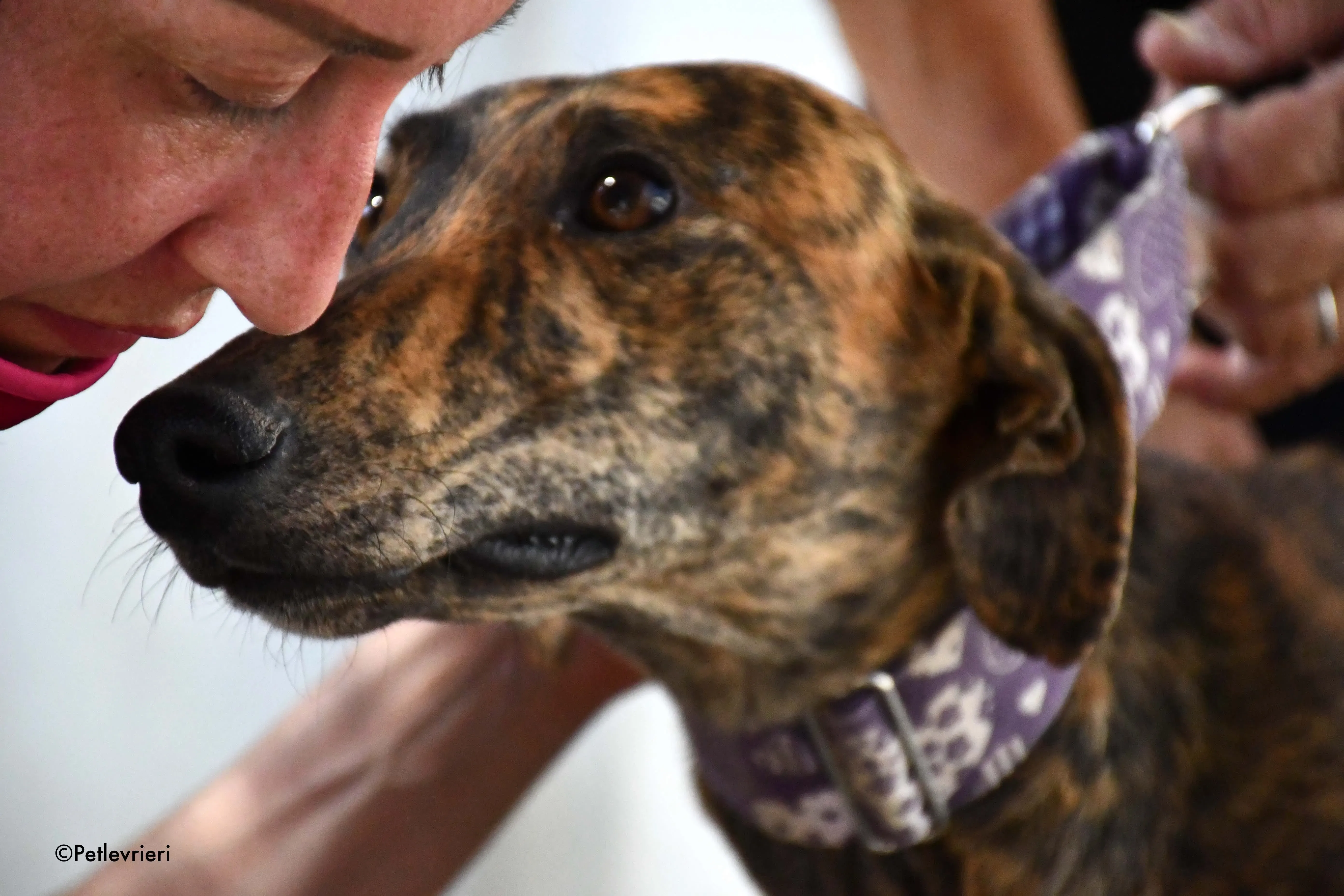 viernes adozione levrieri galgo 1