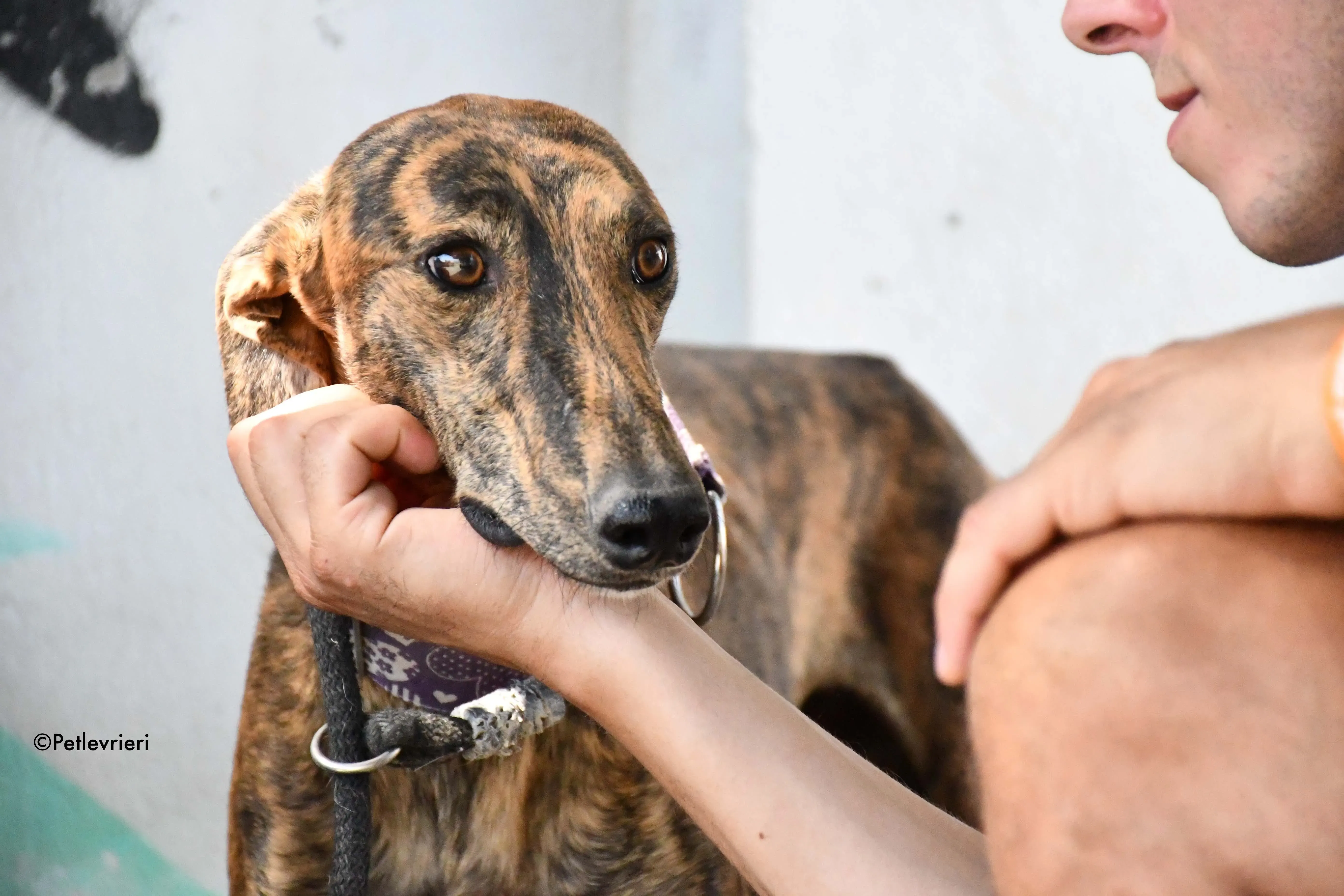 viernes adozione levrieri galgo 10