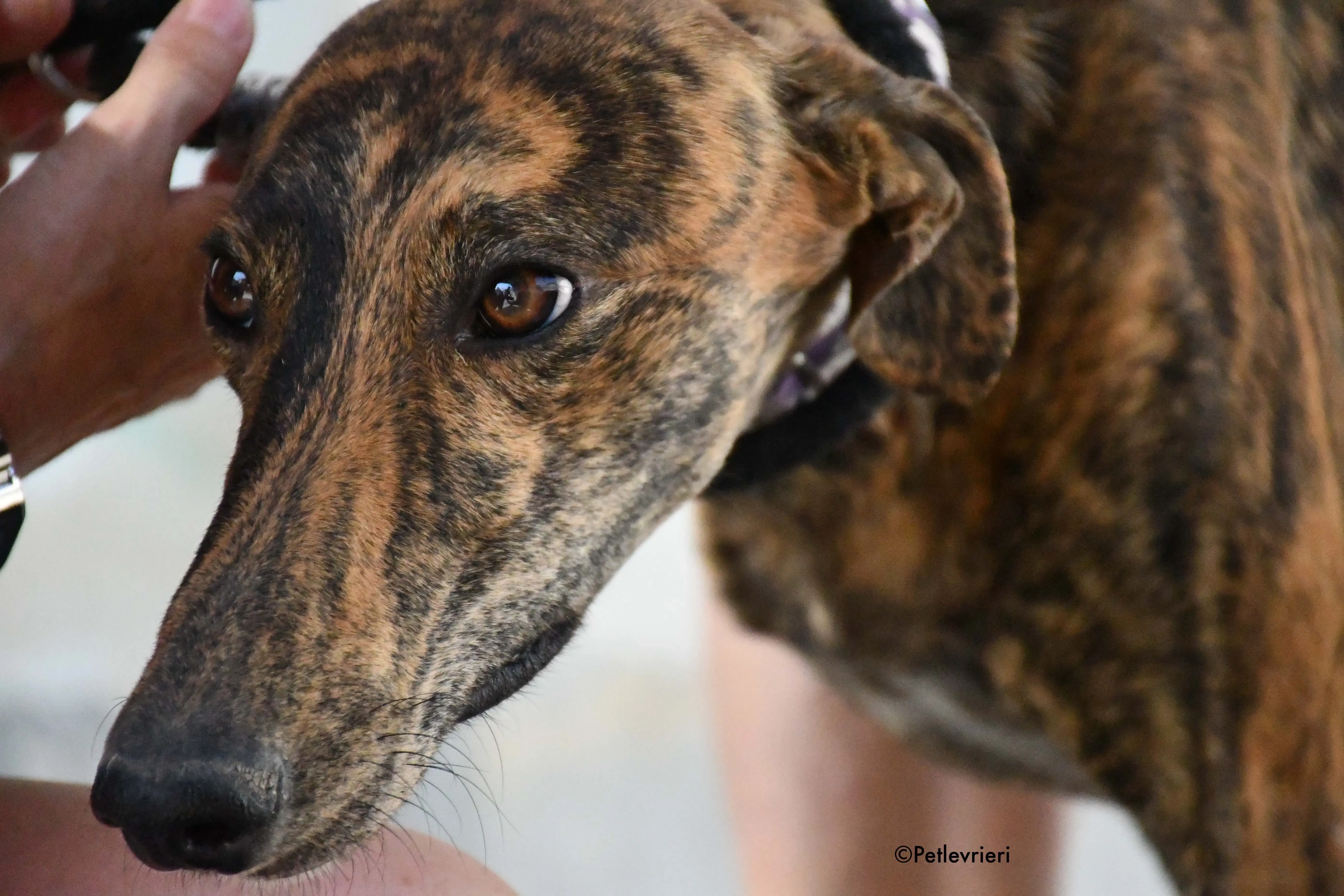 viernes adozione levrieri galgo 3