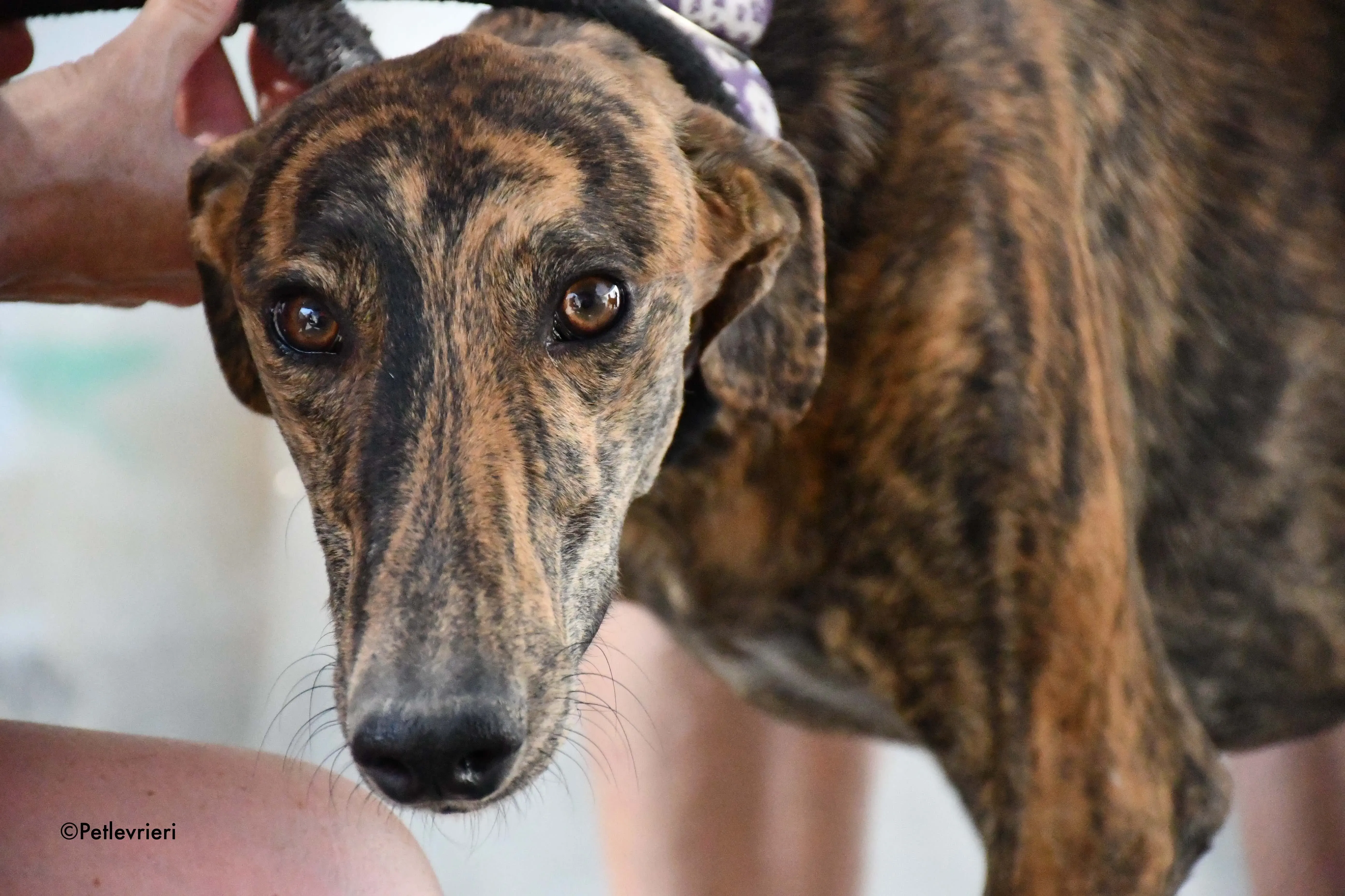 viernes adozione levrieri galgo 4