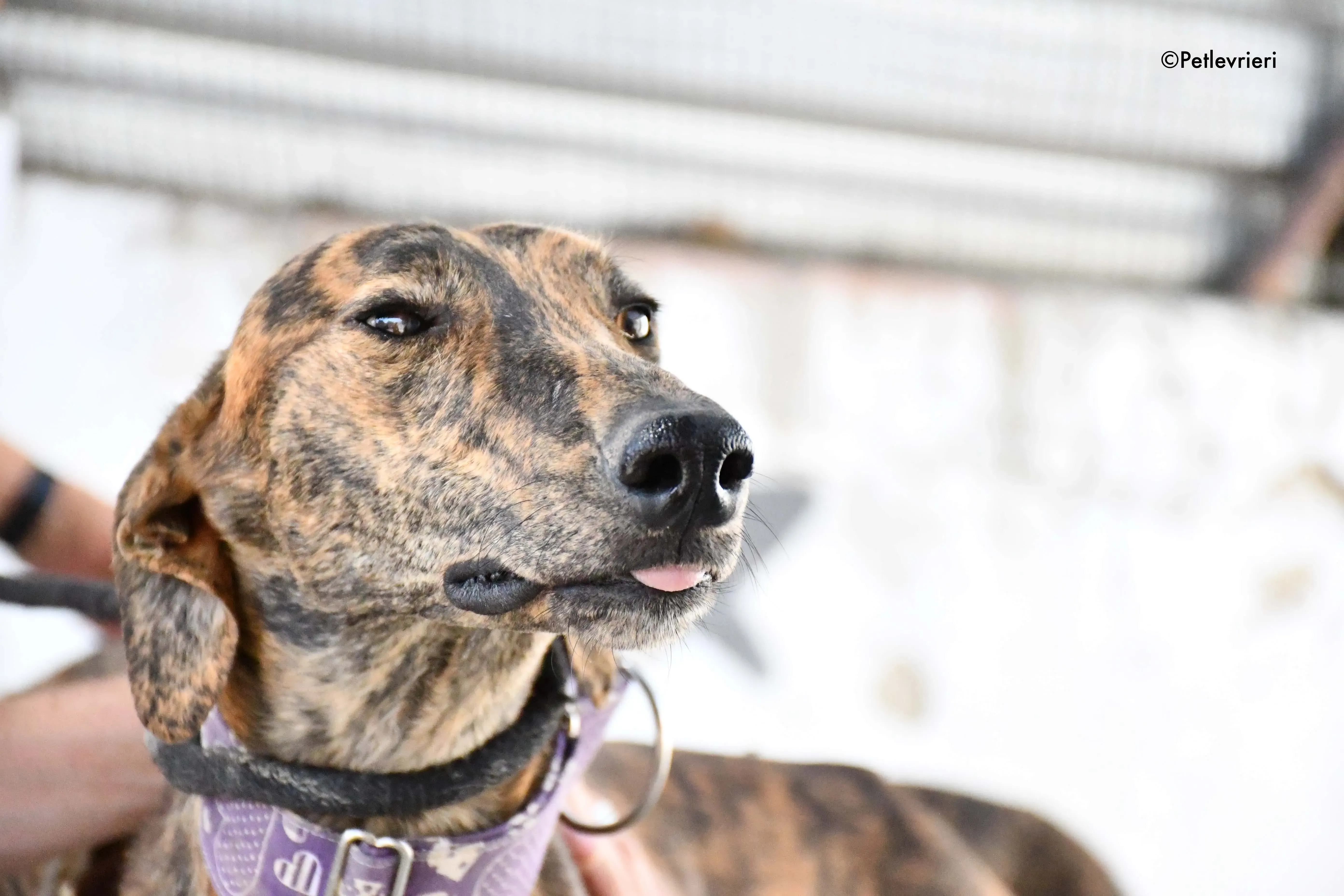 viernes adozione levrieri galgo 6