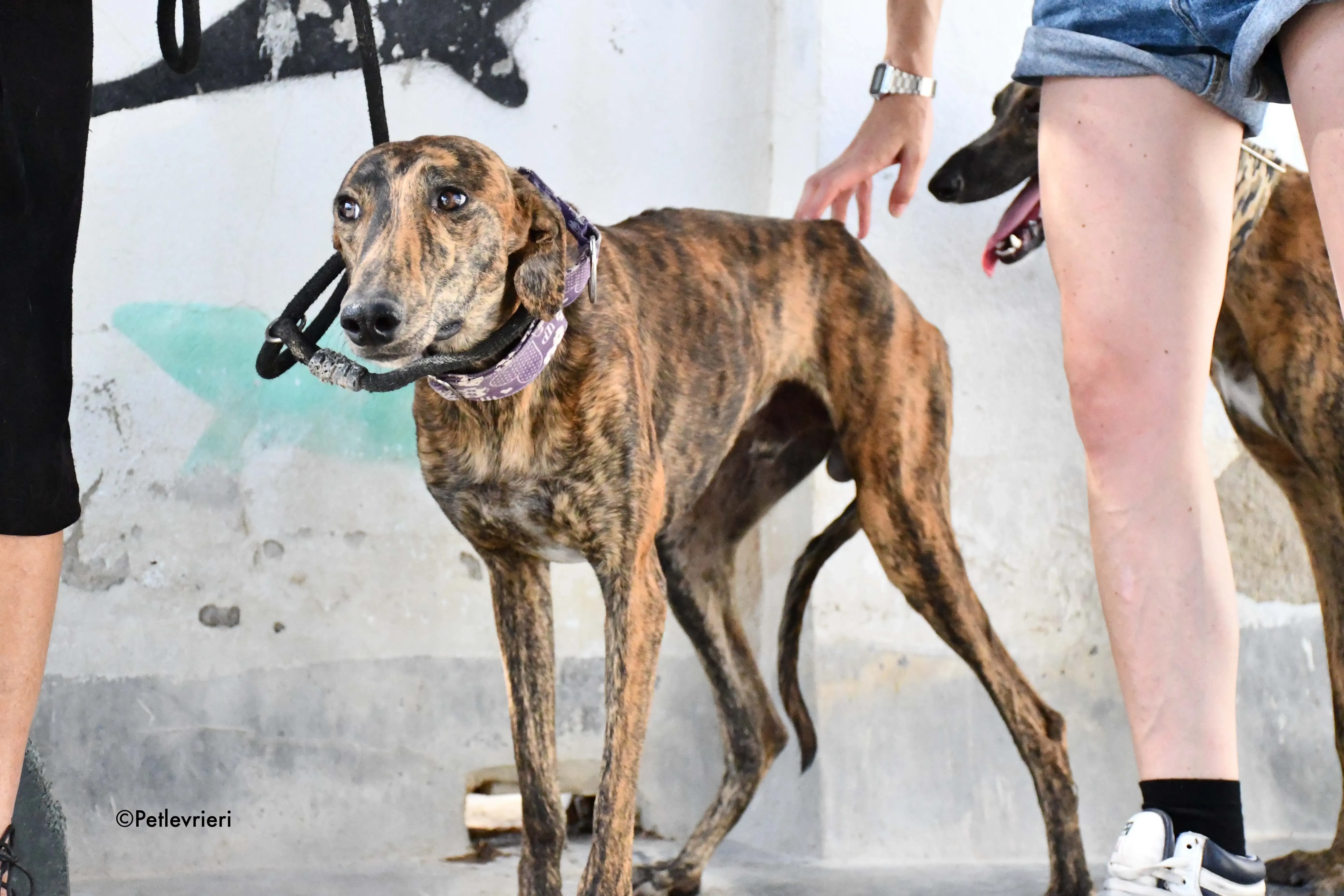 viernes adozione levrieri galgo 8