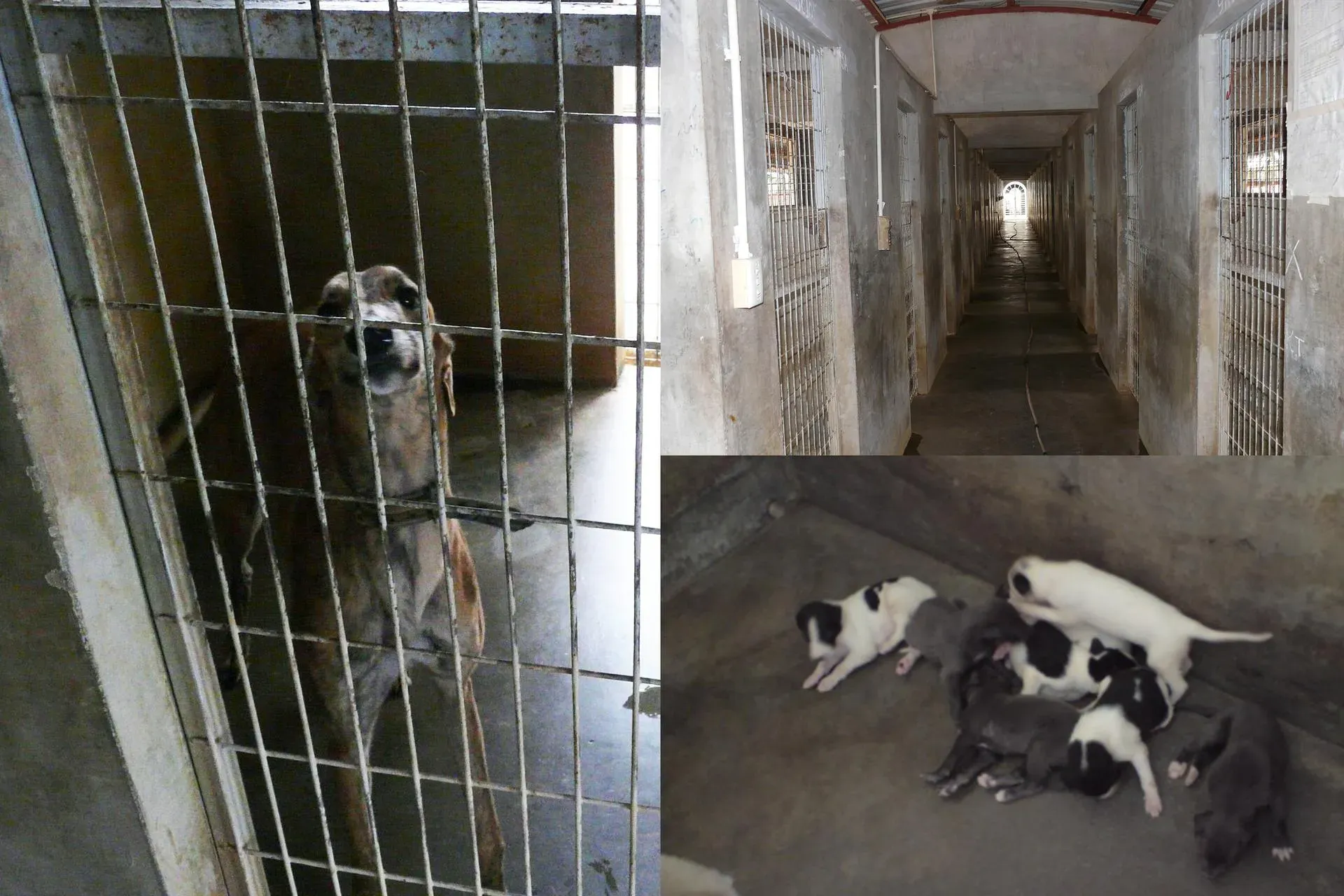 vietnam dogs for email