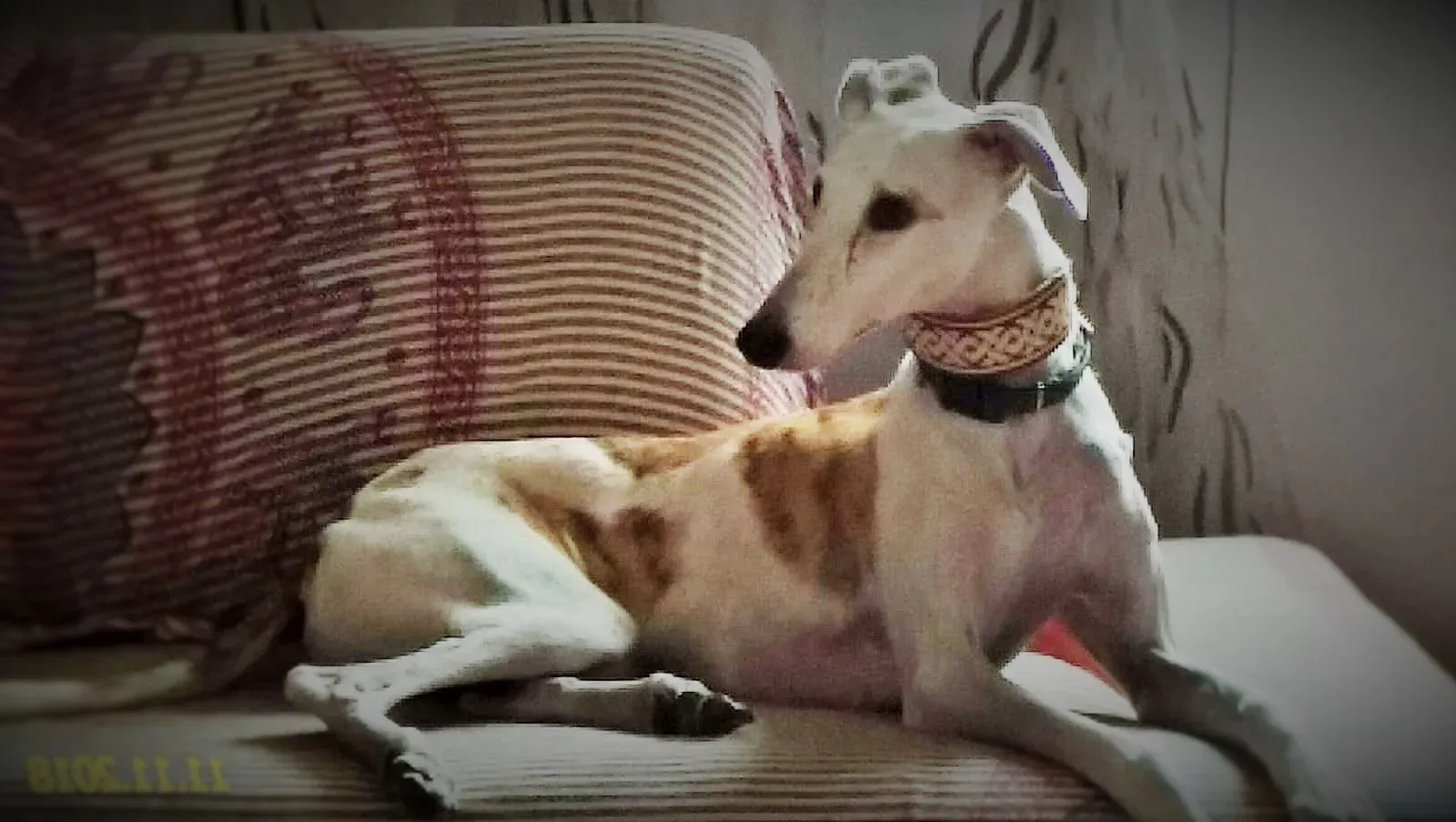 viktor2 1 e1542063622448