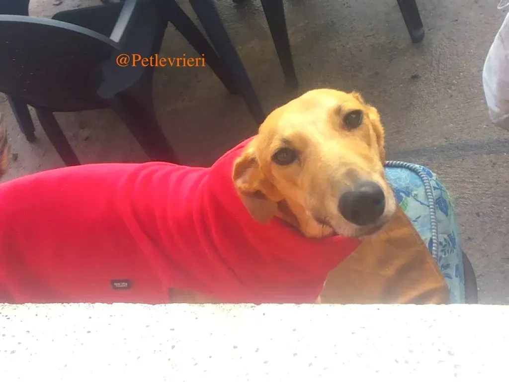 vilma adozione levrieri galgo 1