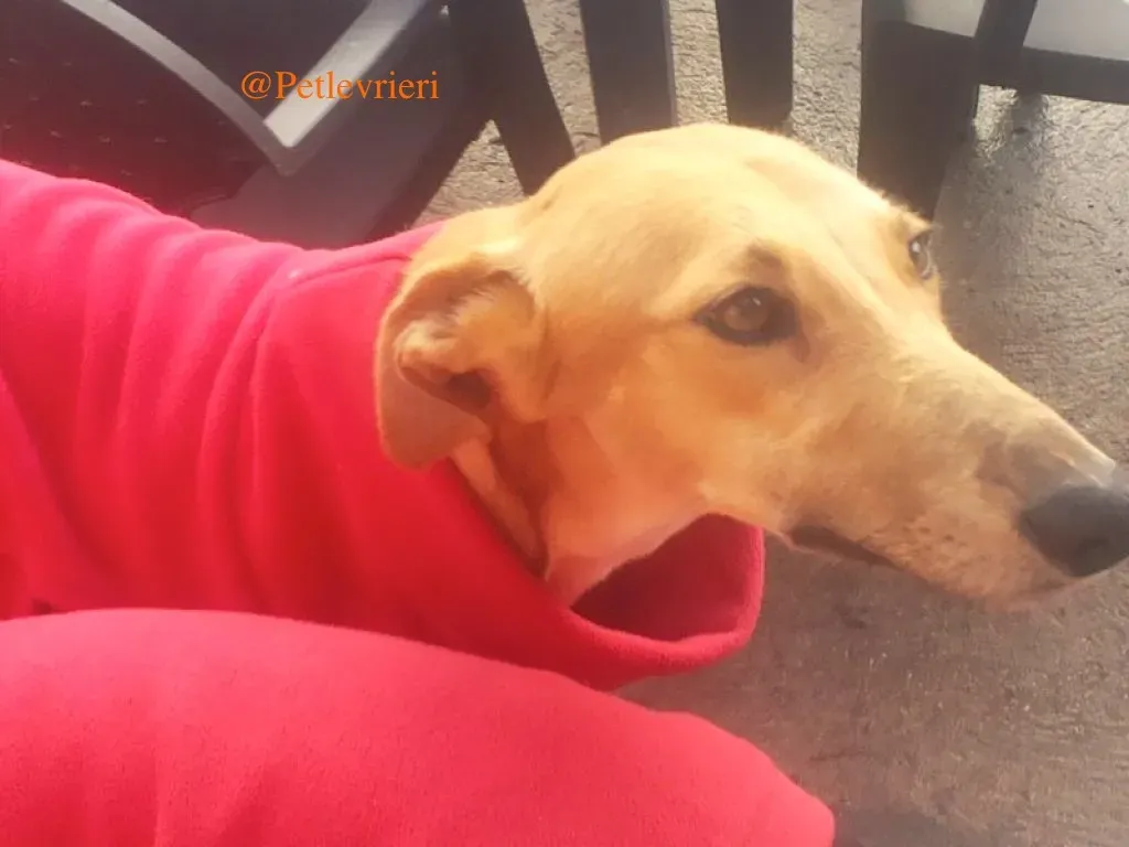 vilma adozione levrieri galgo 2