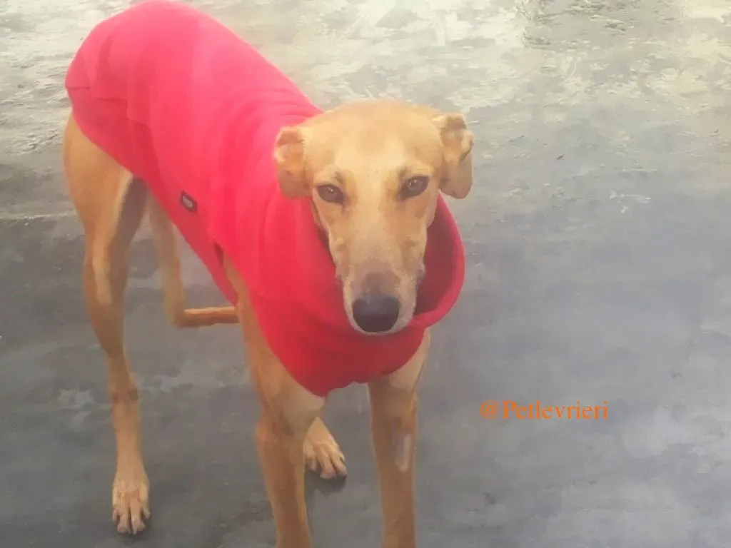 vilma adozione levrieri galgo 3