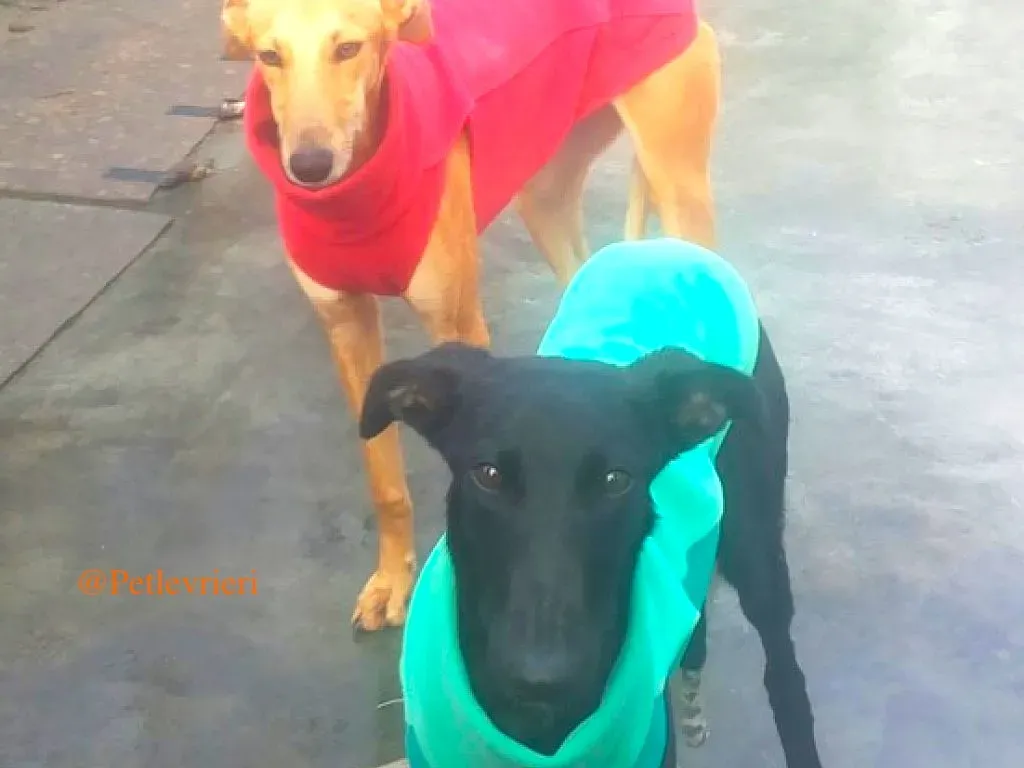 vilma adozione levrieri galgo 4