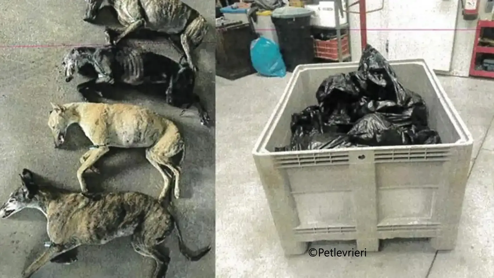 vilnas galgo pet levrieri denuncia galgo 1