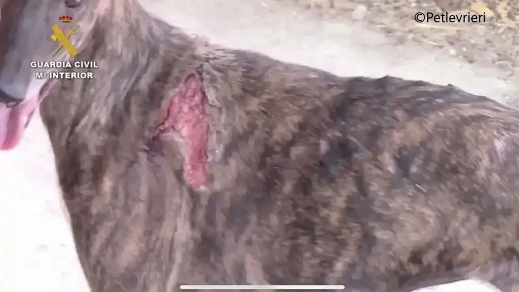 vilnas galgo pet levrieri denuncia galgo 2