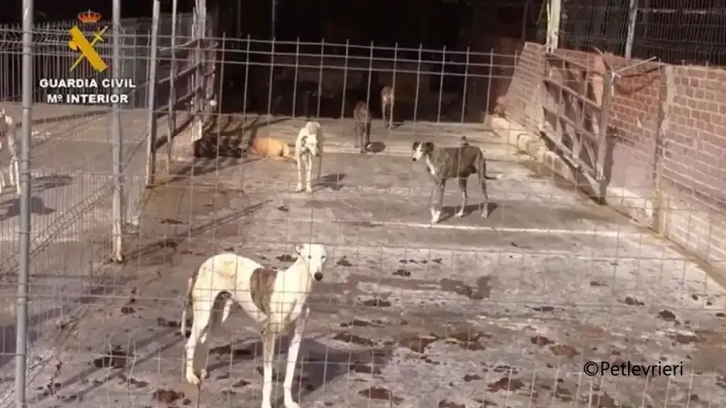 vilnas galgo pet levrieri denuncia galgo 3