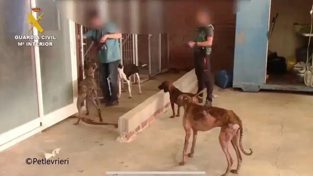 vilnas galgo pet levrieri denuncia galgo 4