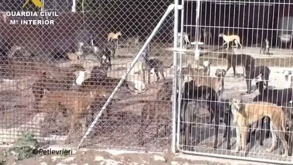 vilnas galgo pet levrieri denuncia galgo 5