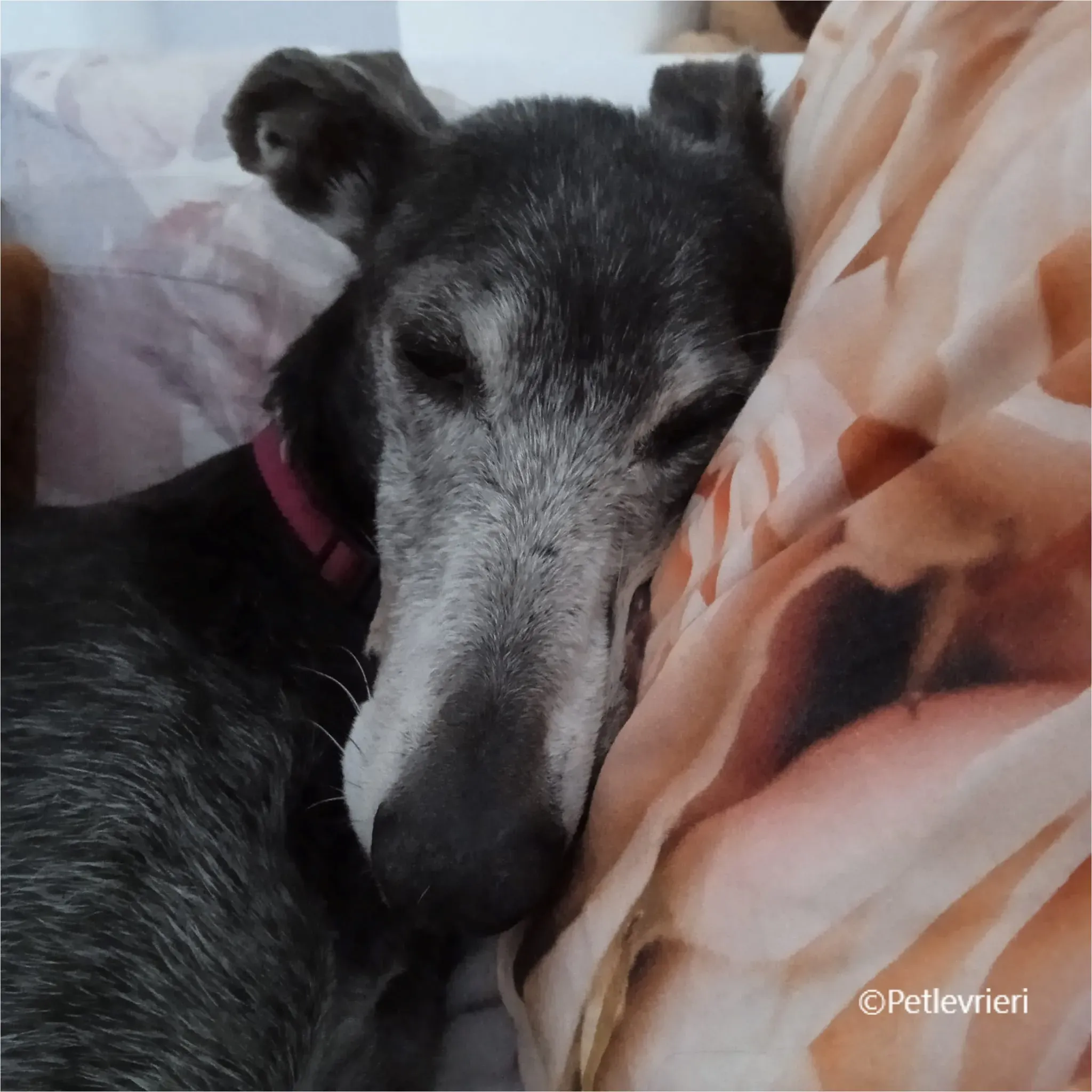 vinalta galga pet levrieri felici casa1