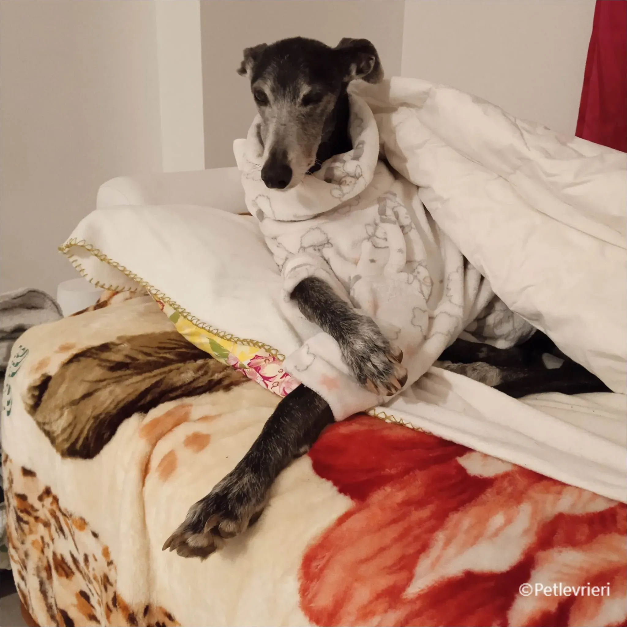 vinalta galga pet levrieri felici casa2