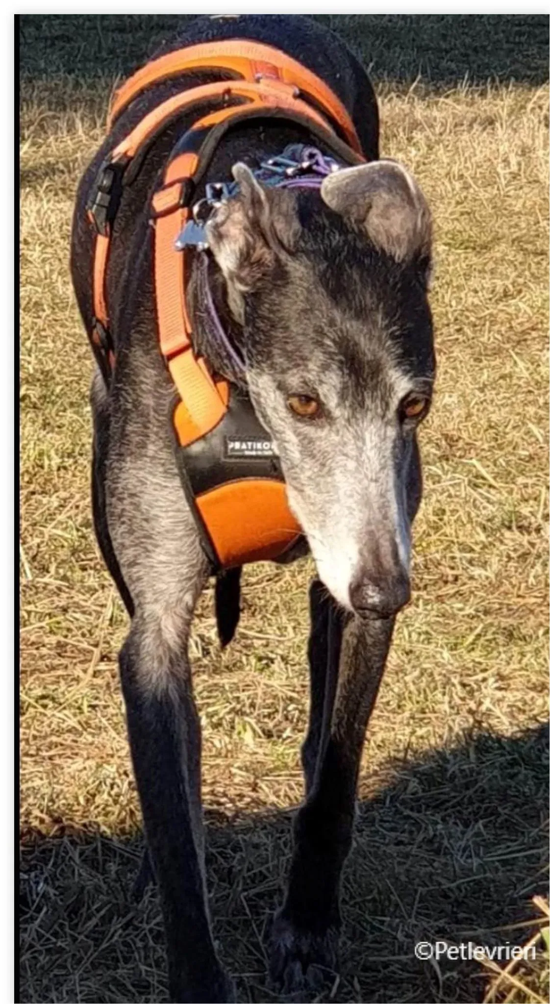 vinalta galga pet levrieri felici casa3