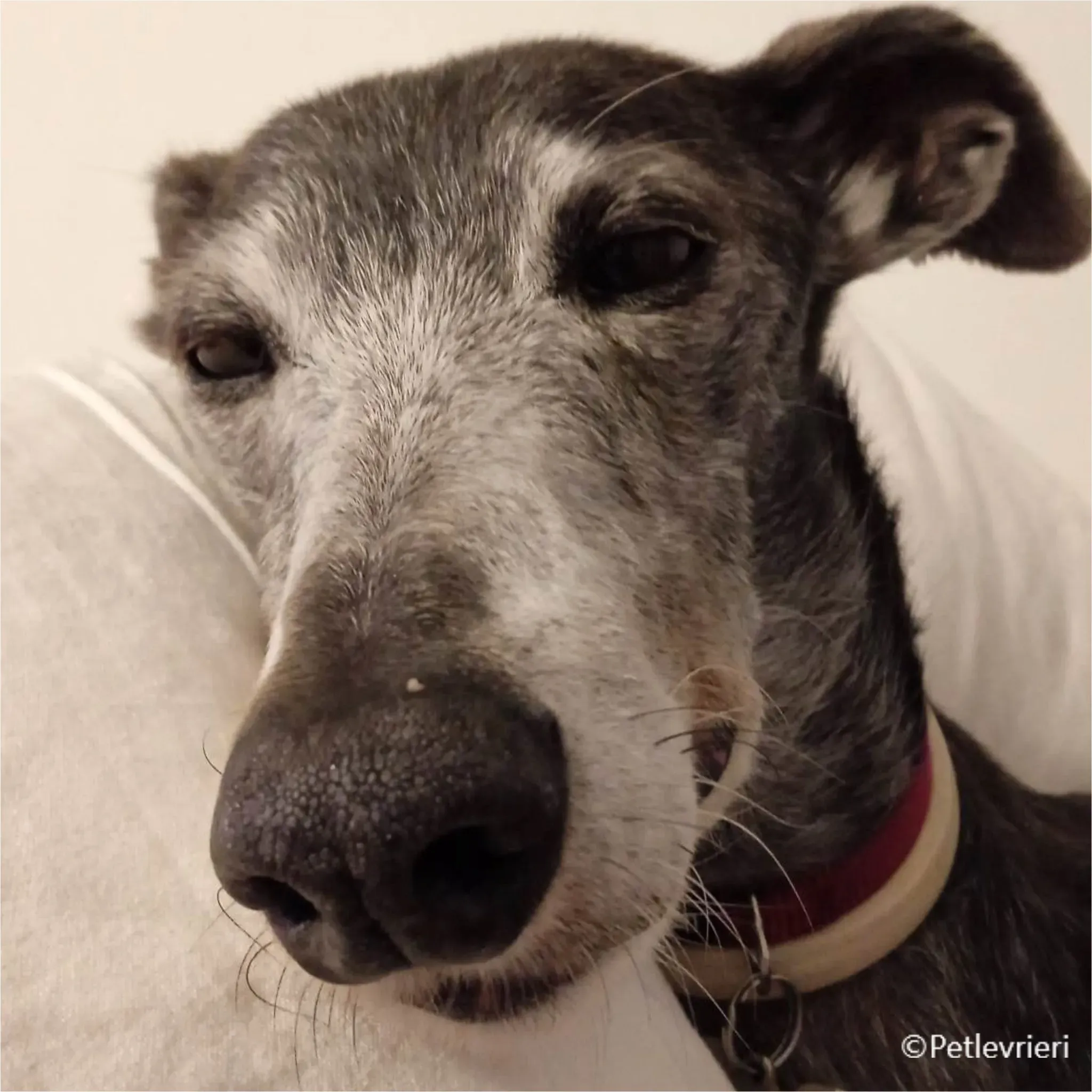 vinalta galga pet levrieri felici casa4 1