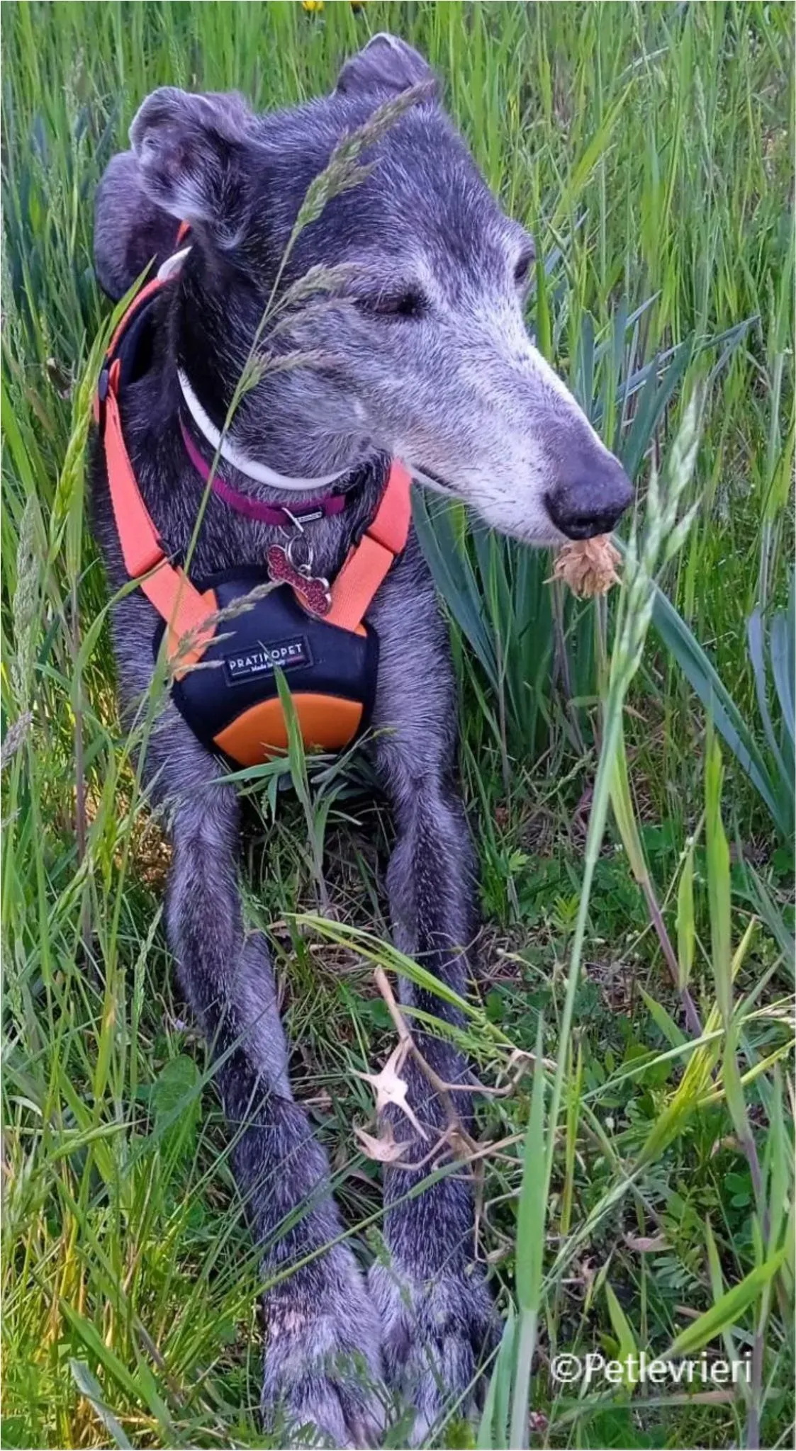 vinalta galga pet levrieri felici casa5