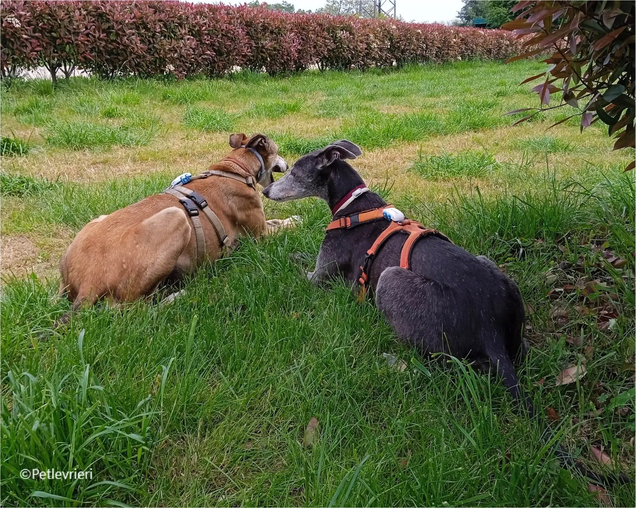 vinalta galga pet levrieri felici casa6