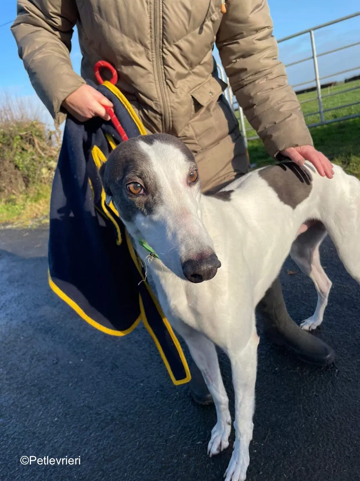 vinnie adozione levrieri greyhound 1