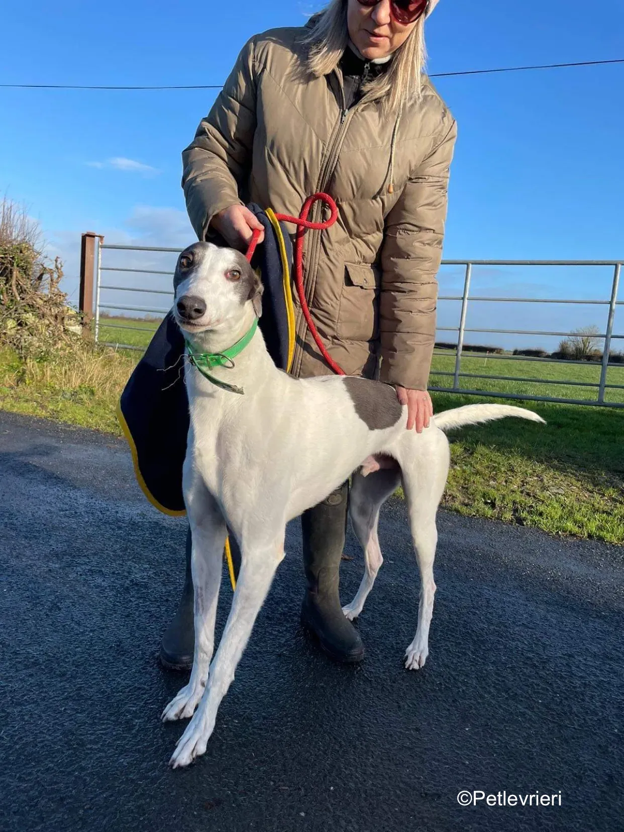 vinnie adozione levrieri greyhound 10