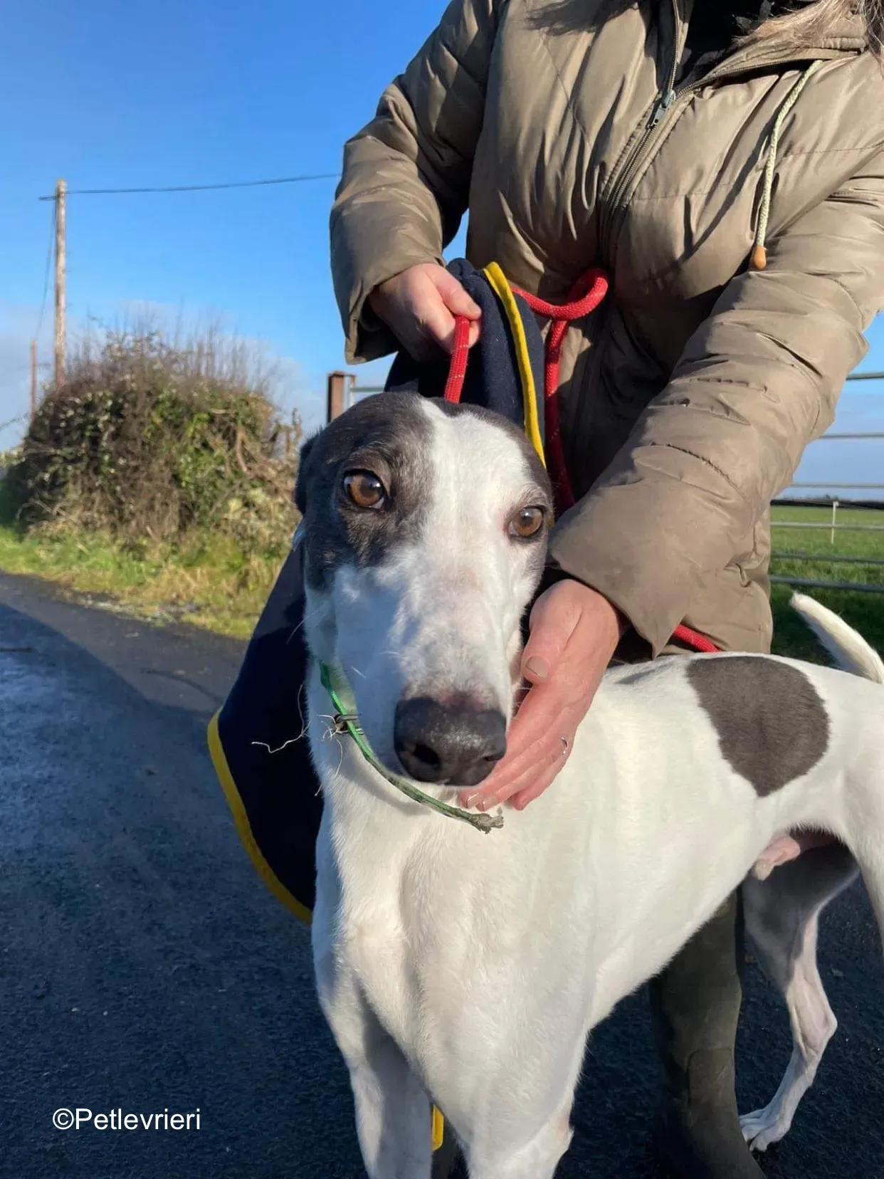 vinnie adozione levrieri greyhound 2