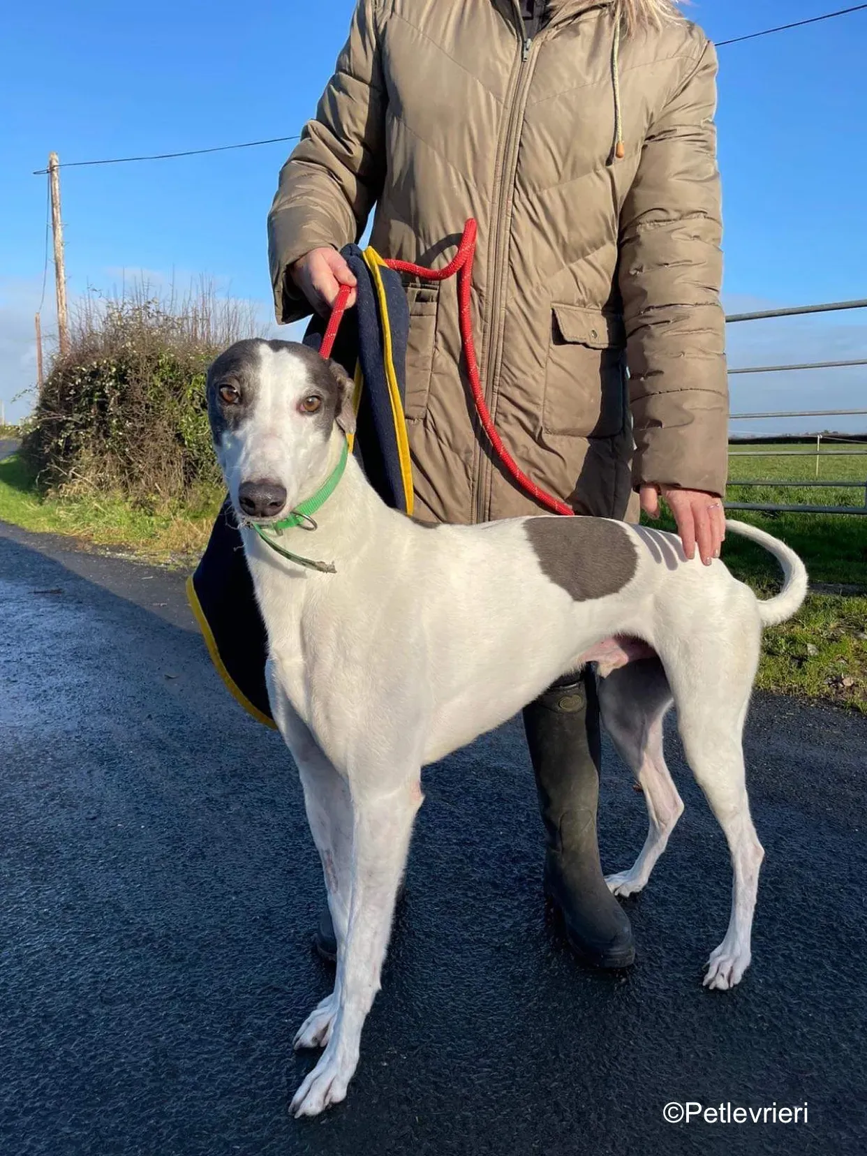 vinnie adozione levrieri greyhound 3