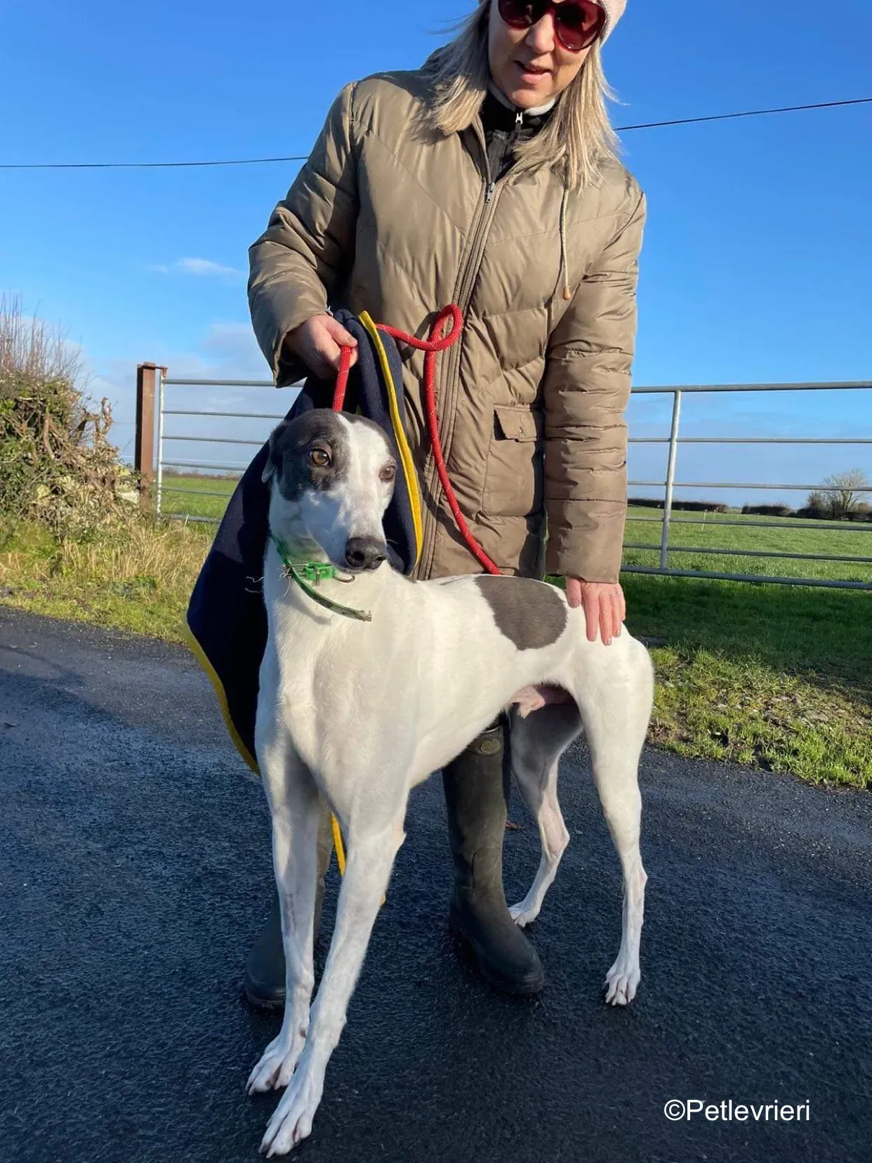 vinnie adozione levrieri greyhound 4