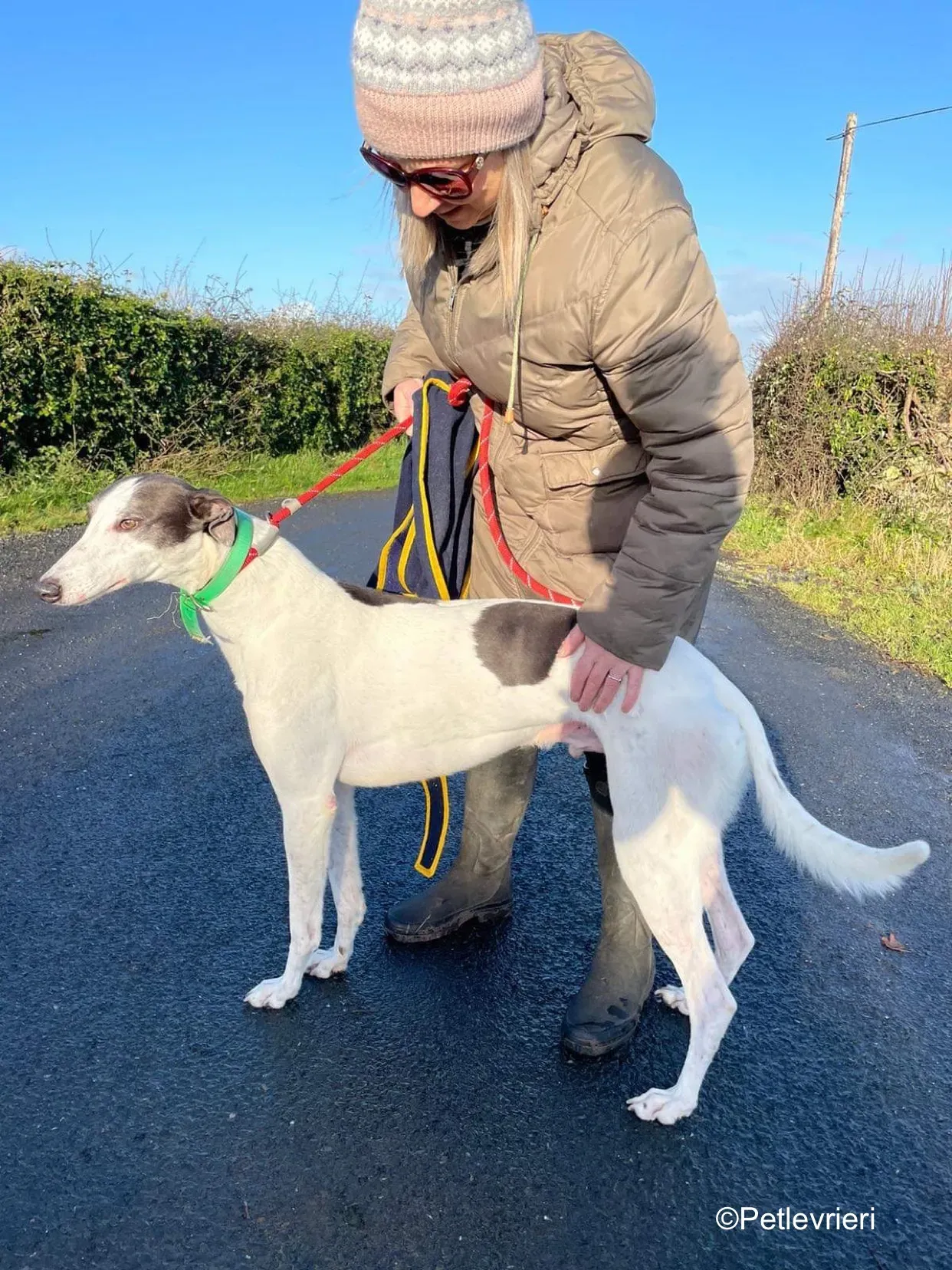 vinnie adozione levrieri greyhound 5