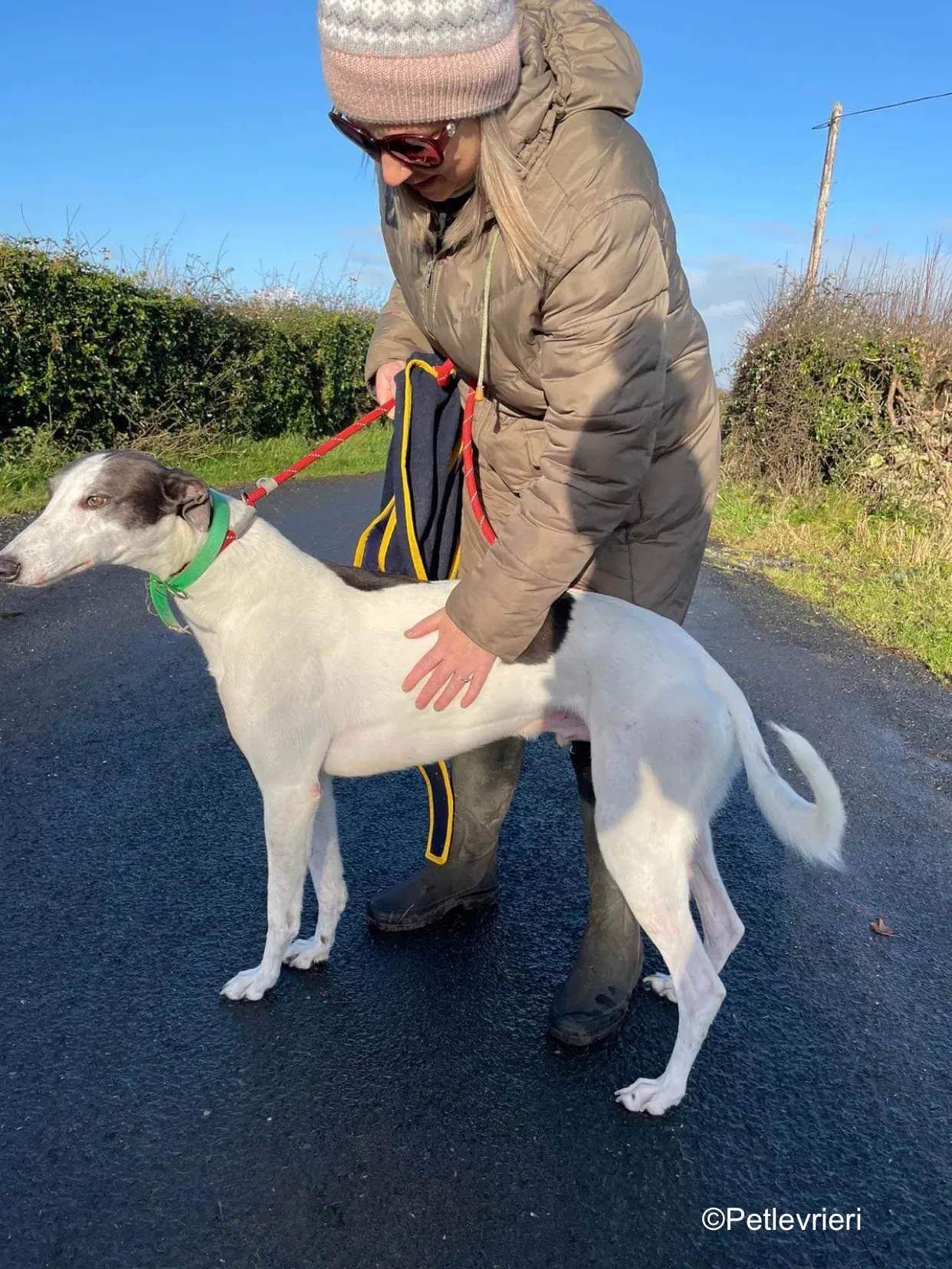 vinnie adozione levrieri greyhound 6