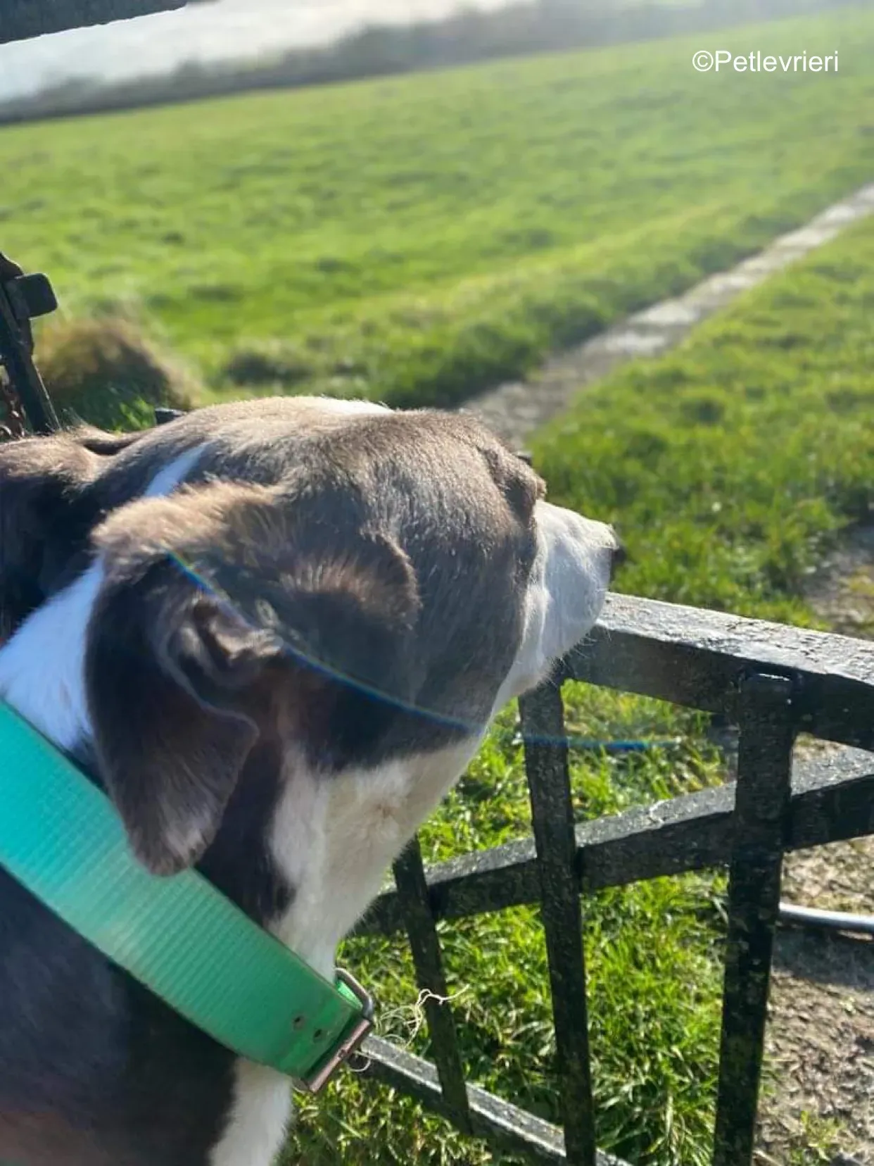 vinnie adozione levrieri greyhound 7