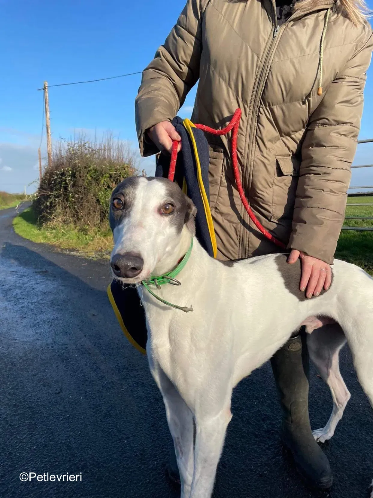 vinnie adozione levrieri greyhound 8