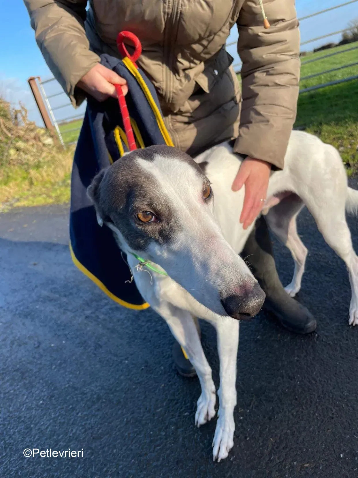 vinnie adozione levrieri greyhound 9