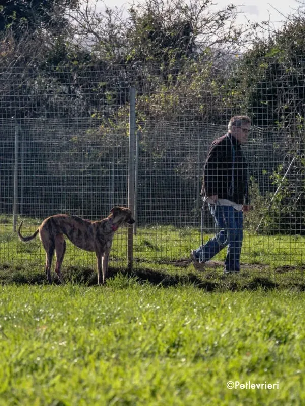violet adozione levrieri greyhound 1 2